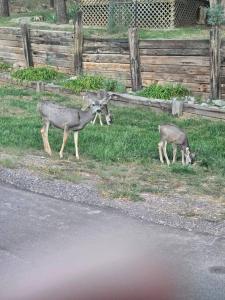 Cozy mountain cabin close walk to Midtown with AC