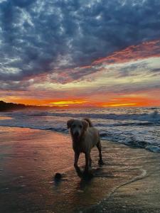 Pangea Lodge Tropical Vibe Home with Shared Pool