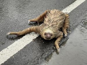 Pangea Lodge Tropical Vibe Home with Shared Pool