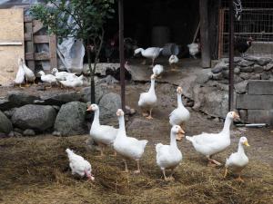 Báncs Vidéki Vendégház és Tanya