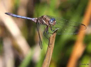 Lobelia Self-catering House - Гансбай