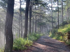 Family house - stay on pine hill Dalat