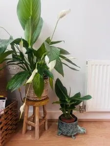 Chill vibe in one bedroom flat - Enfield Lock