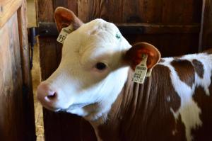 Ferienwohnungen Bachergut