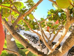 Drago 2 Atlantic Garden apartment