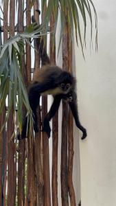 Villa Escondida - Riviera Maya