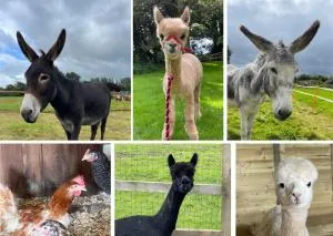 A space with amazing views and alpacas to enjoy - Chewton Mendip
