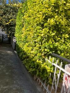 Studio Rayskata yabalka