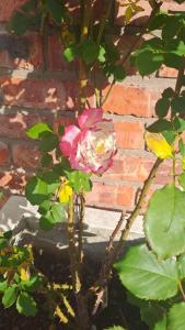 Beethoven Private apartment