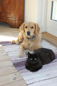 Cozy apartment near beach and forrest