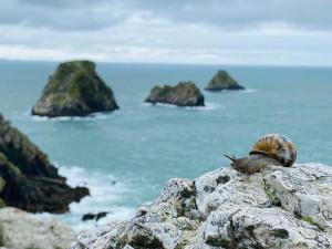 Maisons de vacances Maison La Caravelle a Crozon : photos des chambres