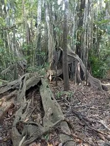 Atacuari salvaje tours Amazonas - Palmeras