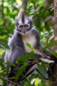 Ginos Place - Guest House & Jungle Trekking