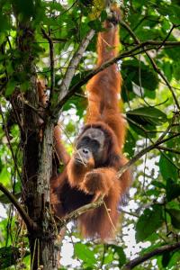 Ginos Place - Guest House & Jungle Trekking