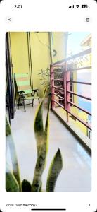 Lilly house traveling on budget