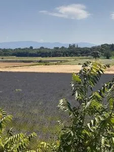 Coeurs en Provence - 叙兹拉鲁斯