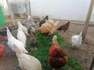 Mis Princesas en Casablanca