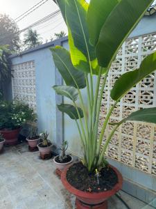 The Grand Coco Homestay