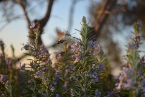 Villa Eleia Bodrum - Olive Garden & Stone House
