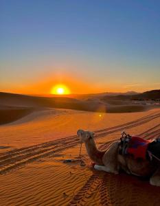 Merzouga Wildlife Desert Camp