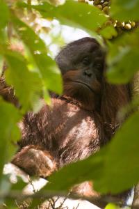 Sukau Village View Stay & Backpackers