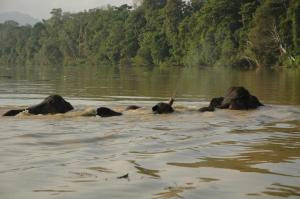 Sukau Village View Stay & Backpackers