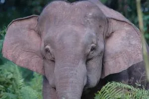 Sukau Village View Stay & Backpackers - Kinabatangan