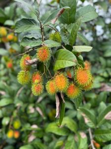 Aami dhivahi guest house 01