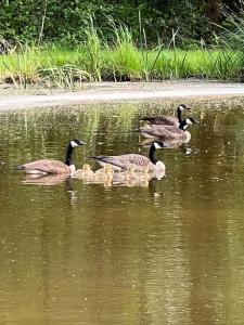 Unieke chalet aan het water