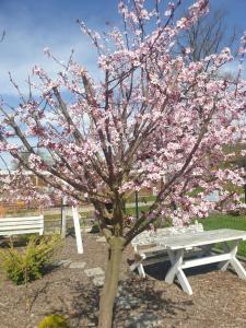 Apartamenty Pod Gruszą