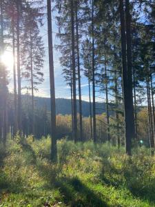 Chalets Chalet authentique au calme, en lisiere de foret, montagne, sentiers 15mn Gerardmer & Alsace 