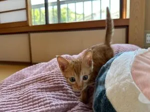 猫と泊まれる宿にゃんstay - 吴市