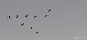 PierHouse Li Piri img47