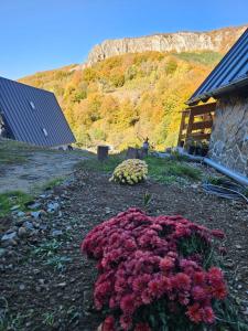 Charpatian Log Cabin Dragoslavele