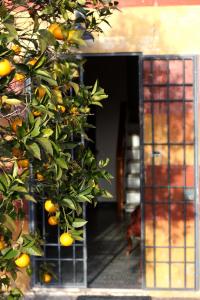 Fattoria di Camporomano