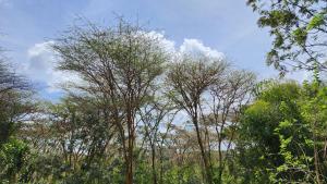 Jazzawanda Forest Retreat