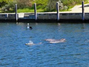Mandurah Island Retreat - Preston Beach