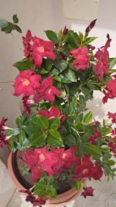 Casa Cunaci Bed and Breakfast