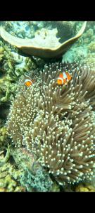 Whale shark private trip