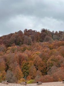 Bakuriani Haystack Apartment 219 Rooftop Views