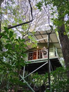 Jungle Living Tree Houses