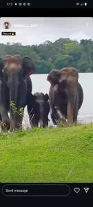 Dreams home estate stay coorg B - Suntikoppa