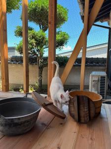 猫と泊まれる宿にゃんstay