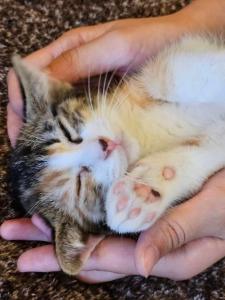 猫と泊まれる宿にゃんstay