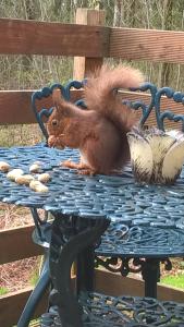 The Shack, Cally Avenue, Gatehouse of Fleet, Dumfries and Galloway, DG7 2 DH