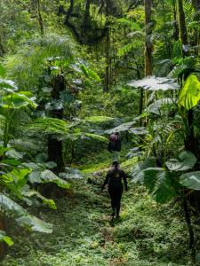Los Quetzales Ecolodge & Spa
