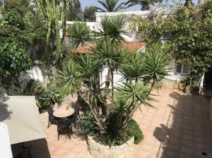 CA LONA antiguo CAN LEON