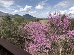 Bear Country Cabin - Pleasant Hill
