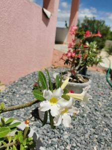 Rancho do Poeta - Chalé Cajueiro