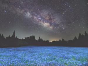 くじゅう花公園 グランピングパーク花と星